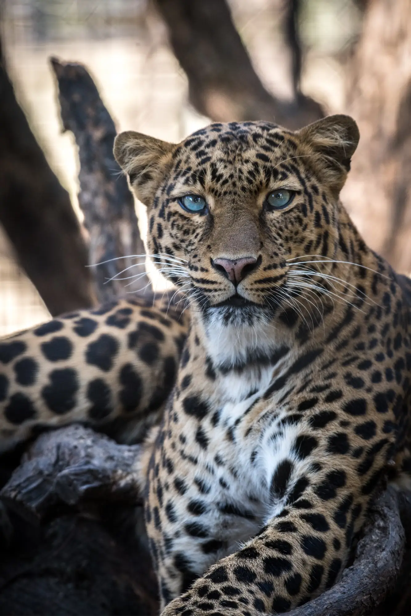 A leopard, an animal native to Africa.