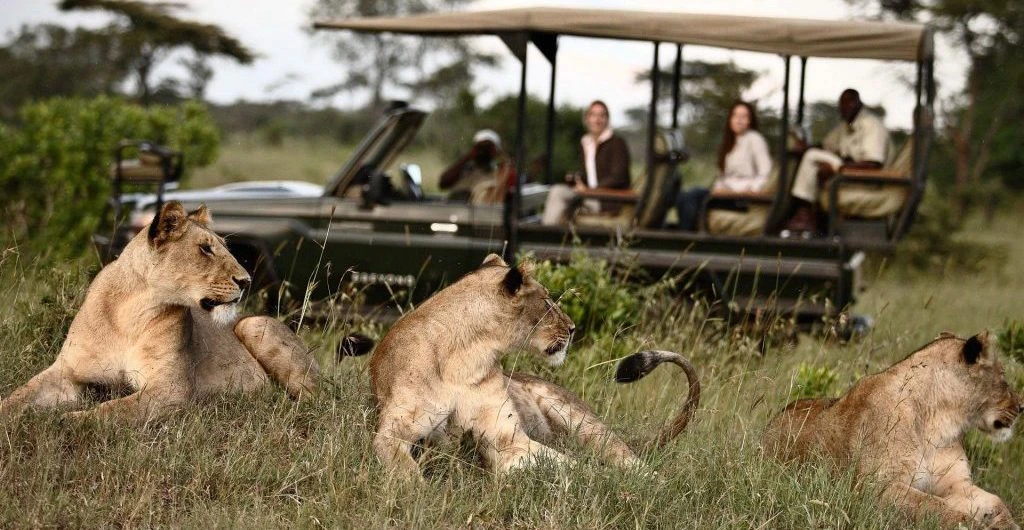 A pride of lions in a safari in Africa.