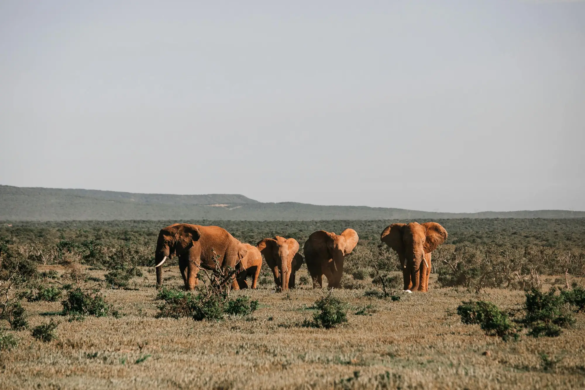 Elephants in a safari in Africa.