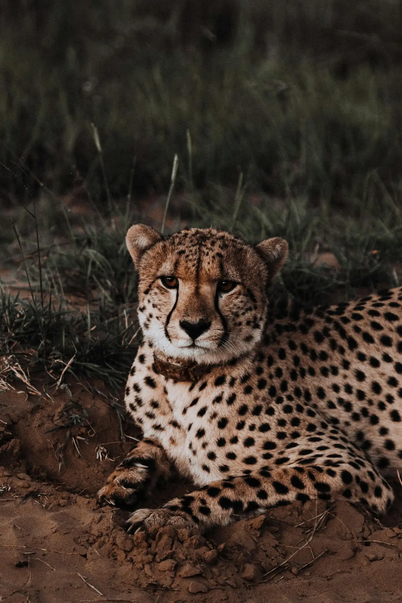 A cheetah, an animal native to Africa.