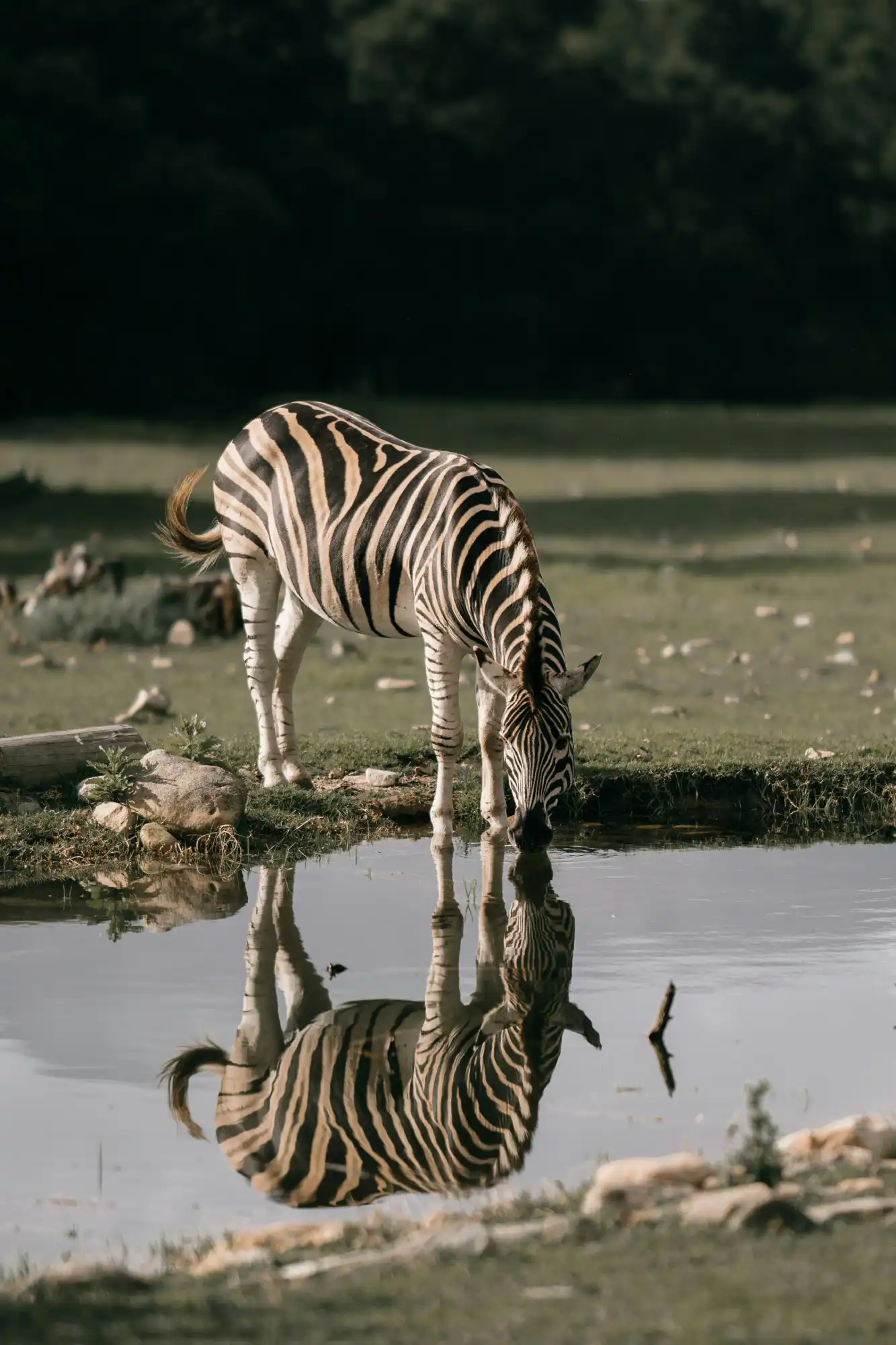 A zebra drinking from a watering hole in a safari in Africa.