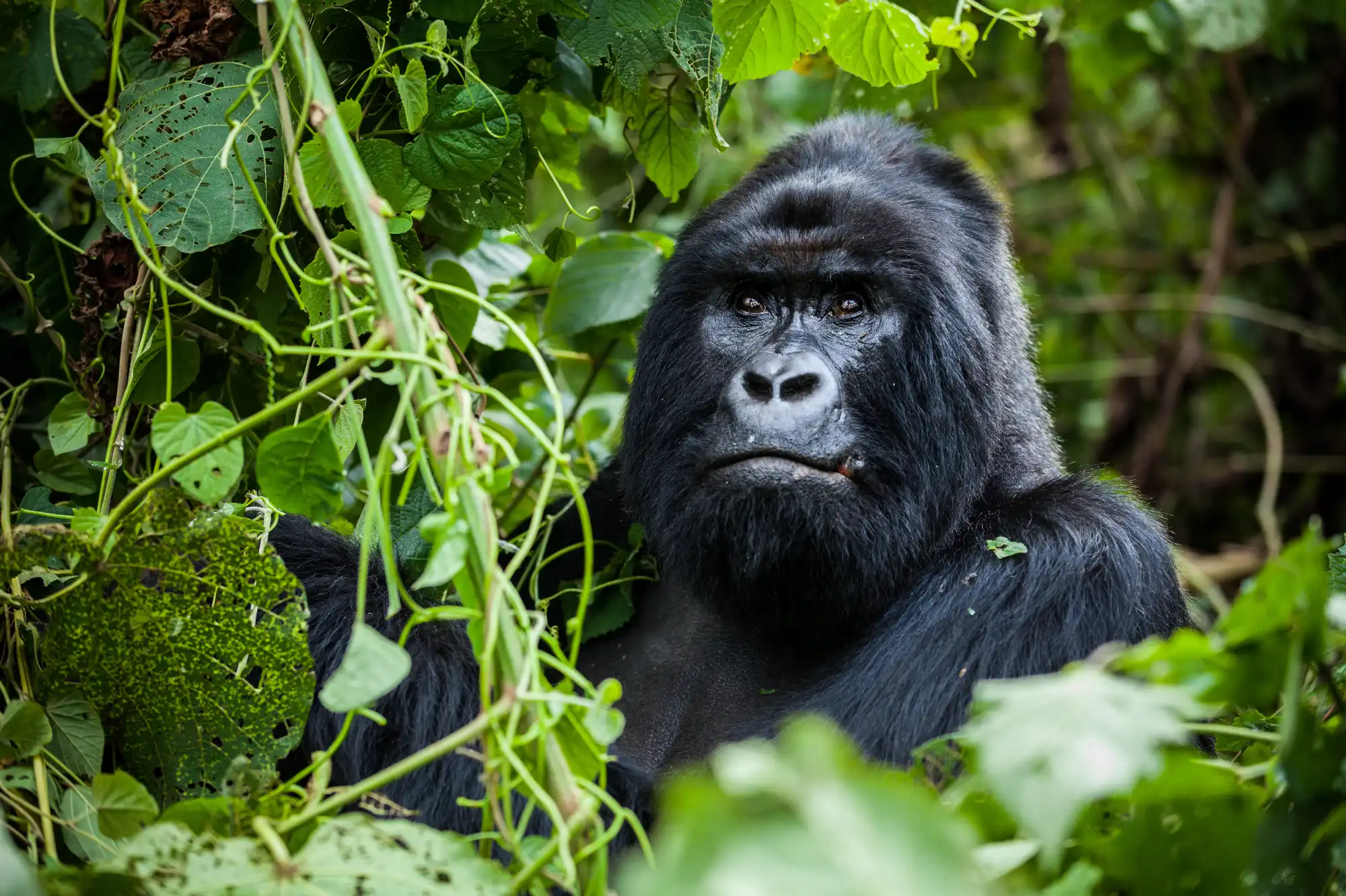 A gorilla in a forest in Rwanda.