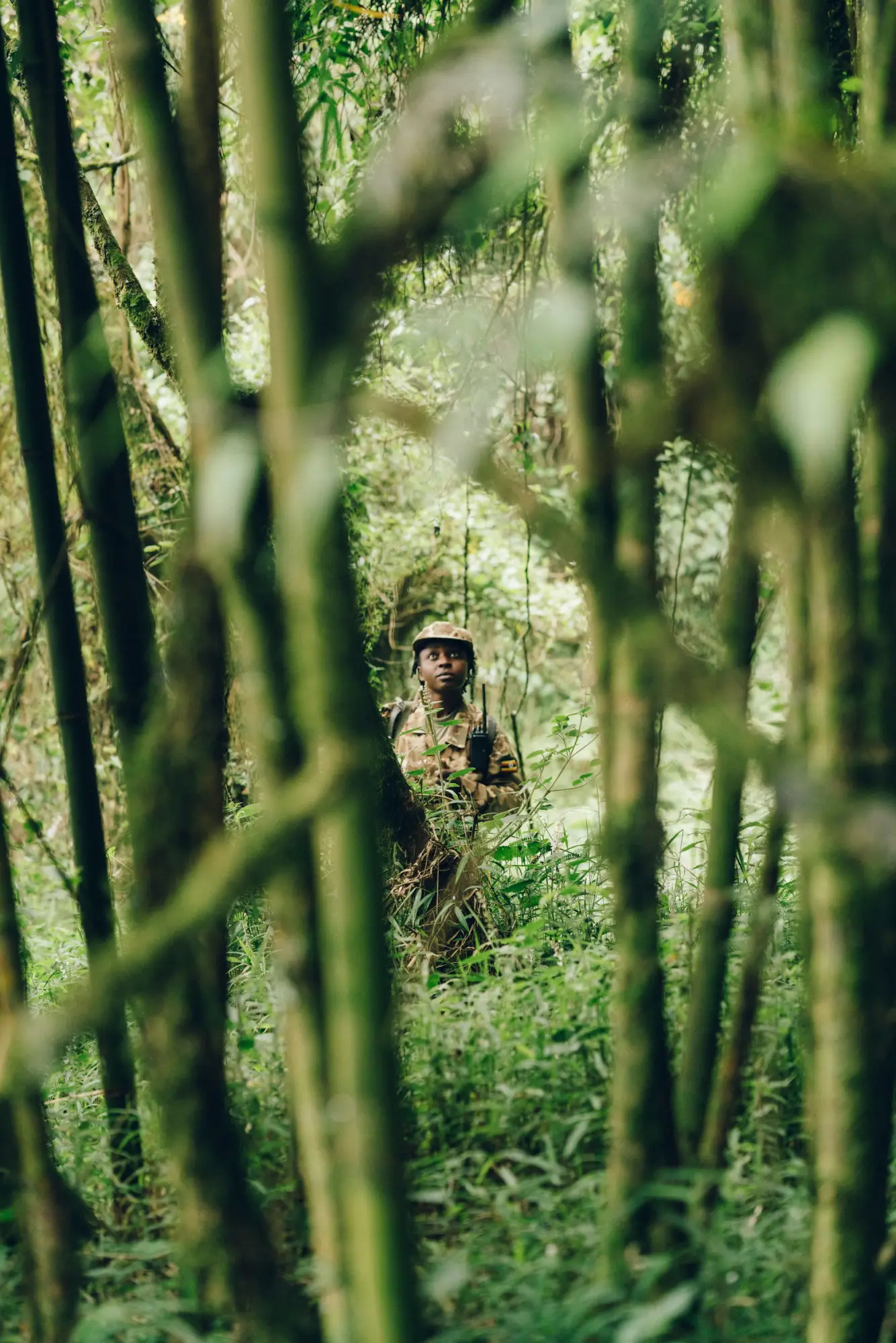 An explorer trekking through the thick forests of Uganda.