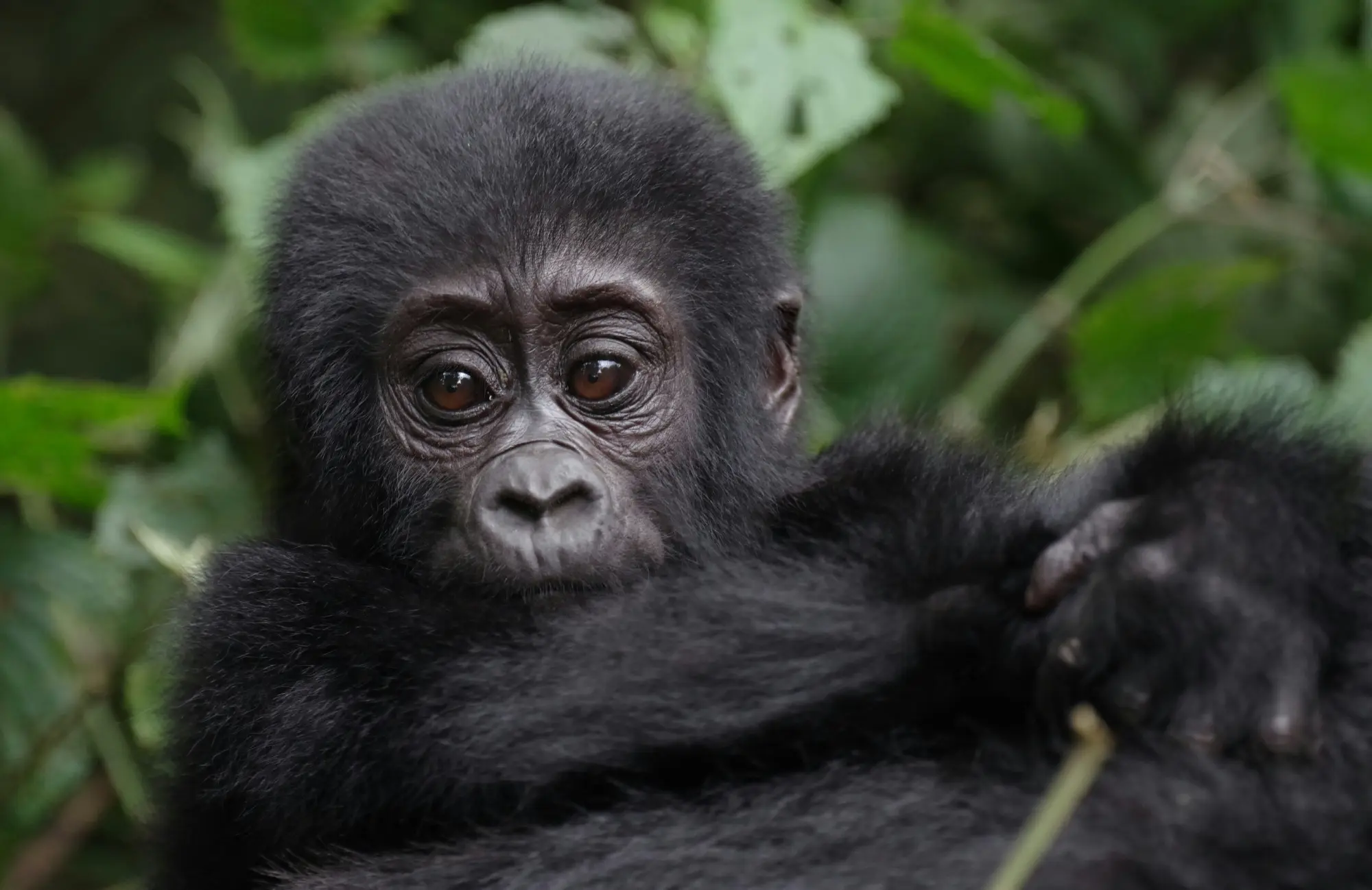 A young gorilla in Uganda.