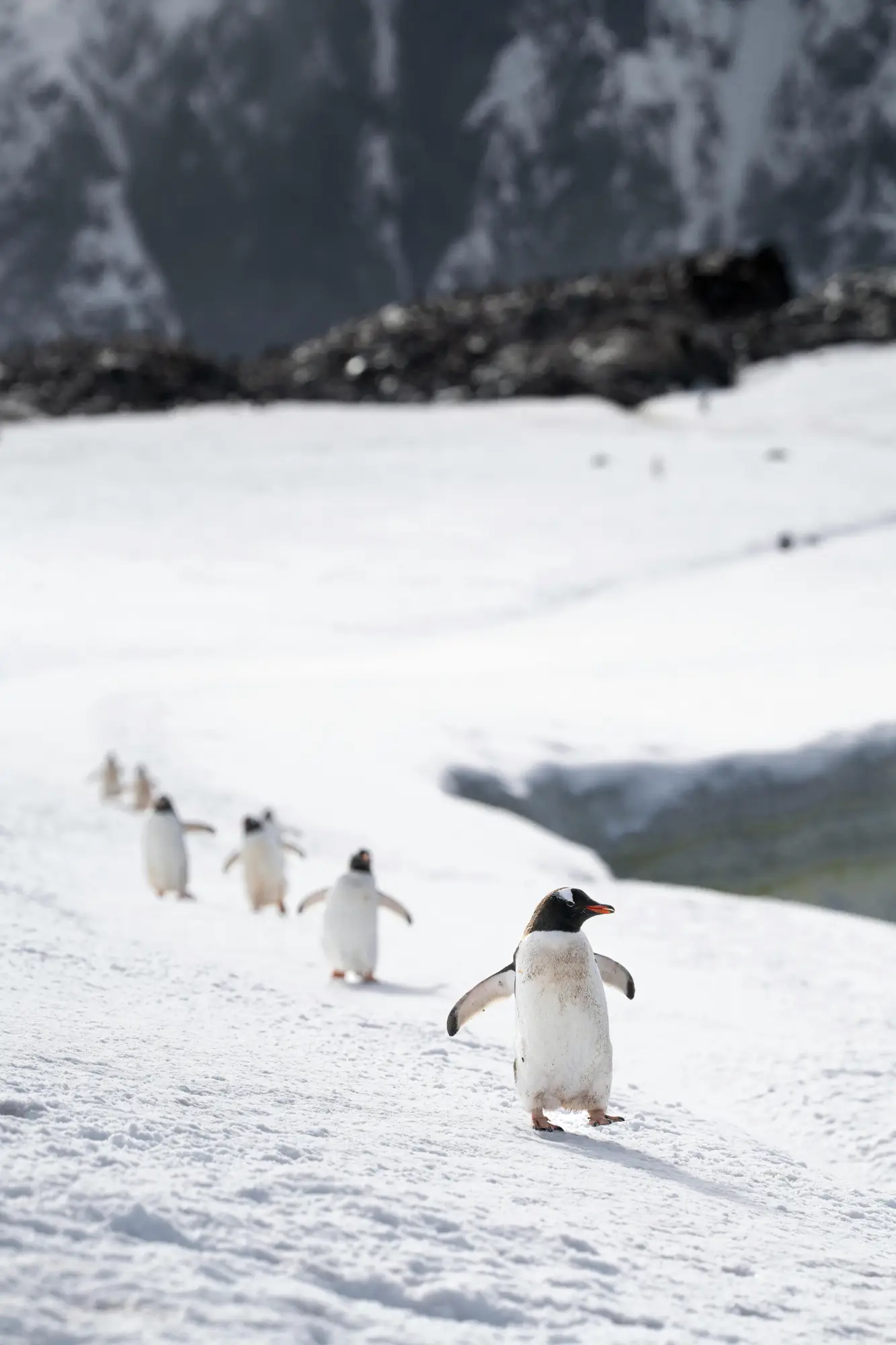 Penguins walking together in Antarctica.