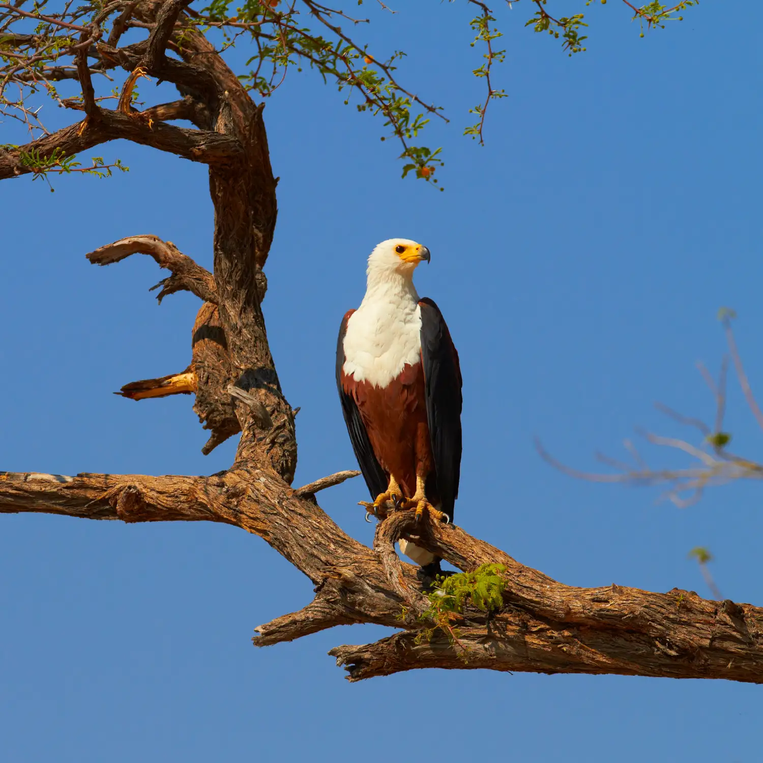 Bird watching in Botswana