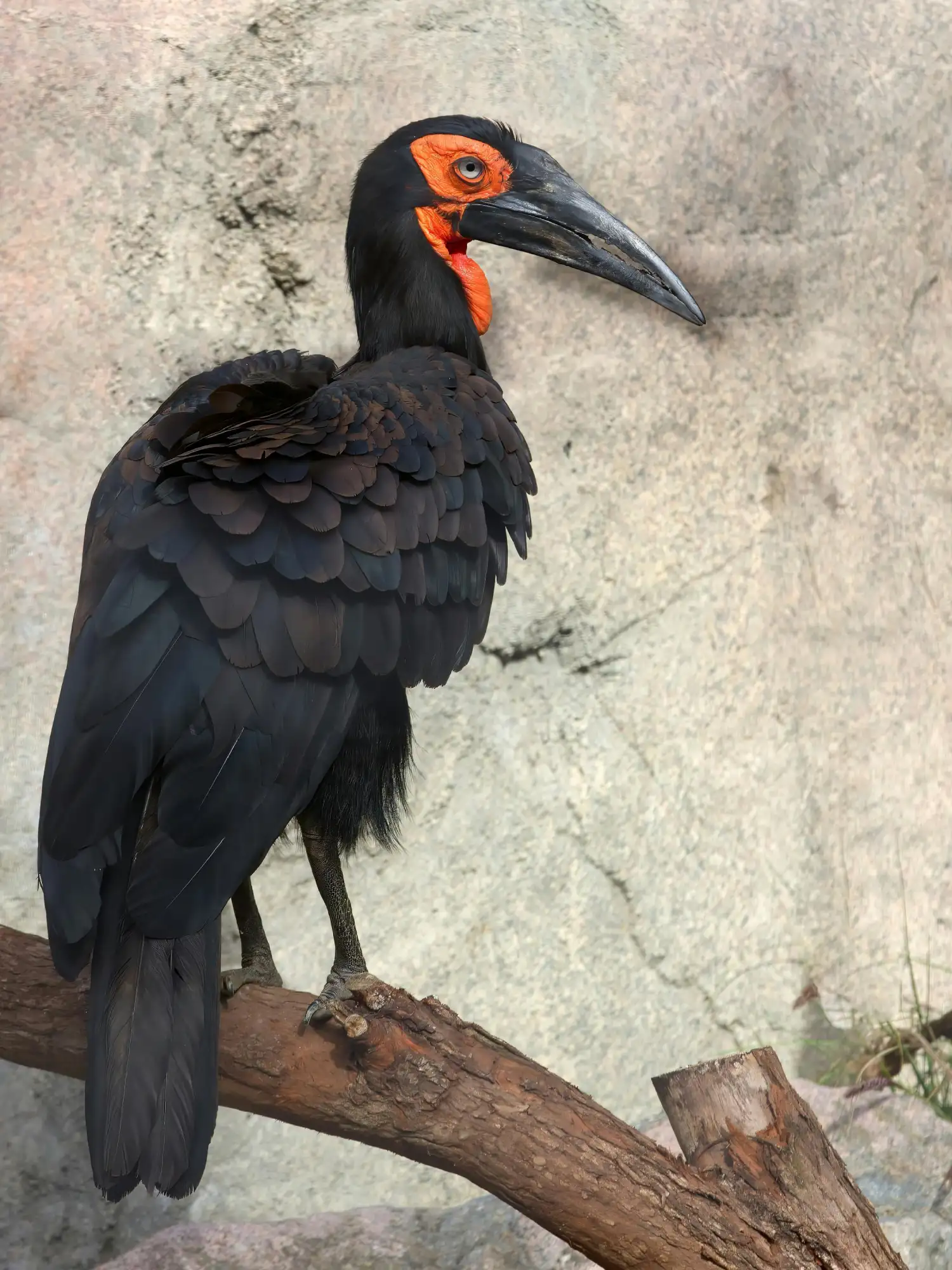 Southern Ground Hornbill in South Africa