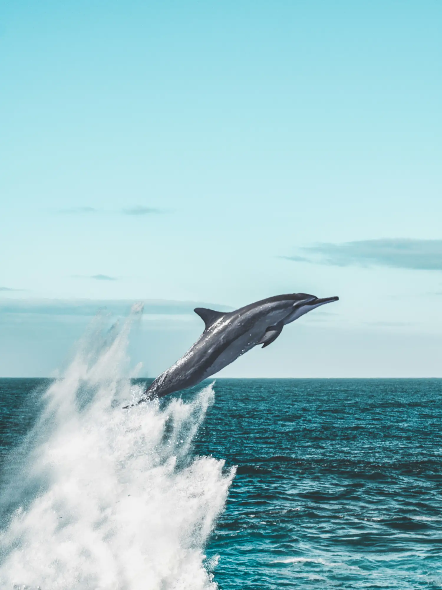 Diving in Namibia