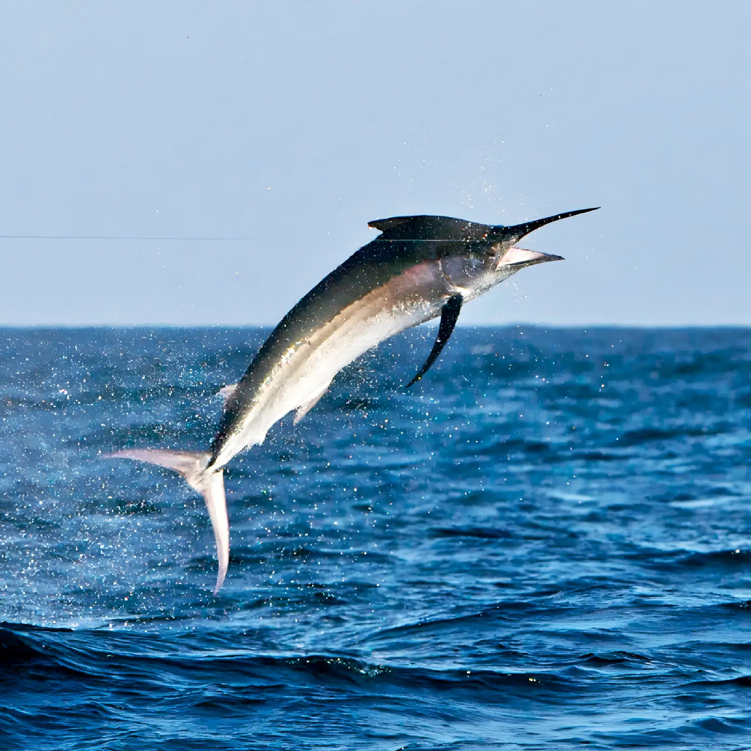 Fishing expeditions in Mozambique