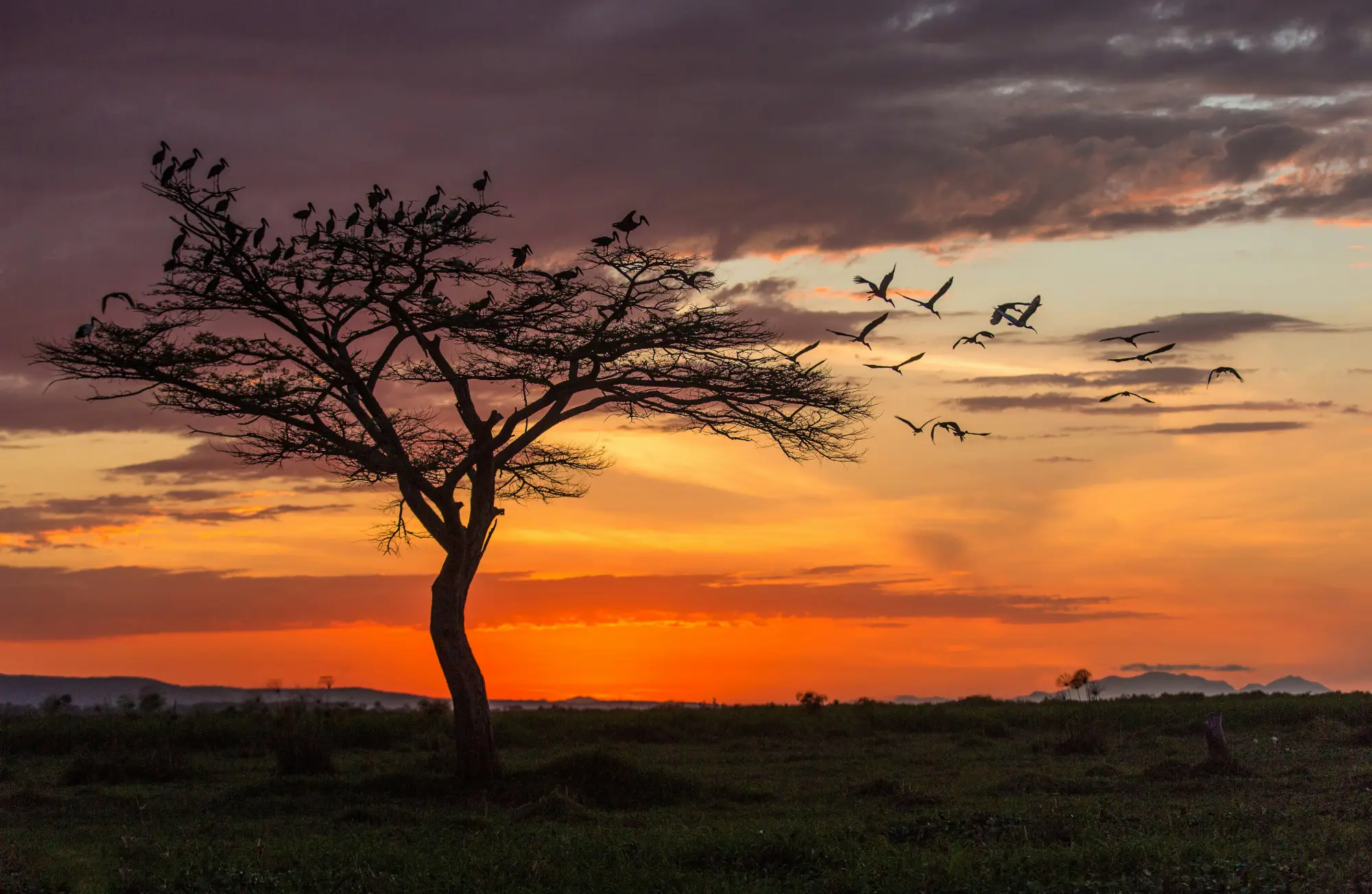 An orange, picturesque sunset in the savannah in Kenya.