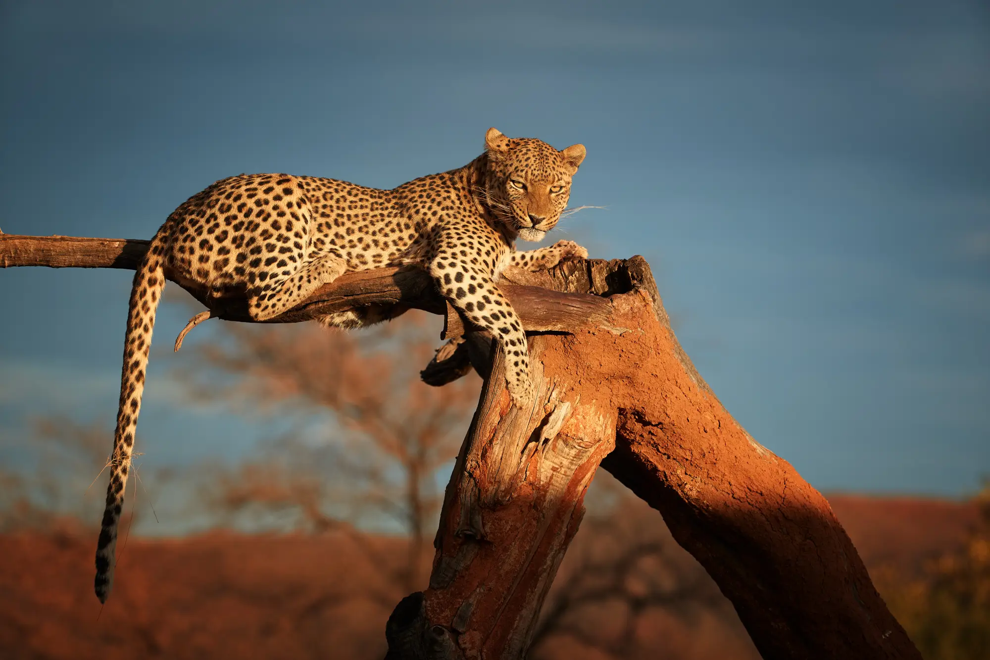 A leopard resting on a tree in a safari in Kenya.