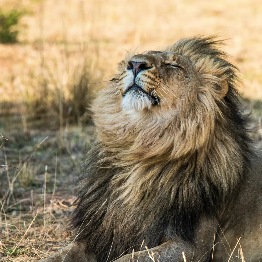 Kruger National Park, South Africa