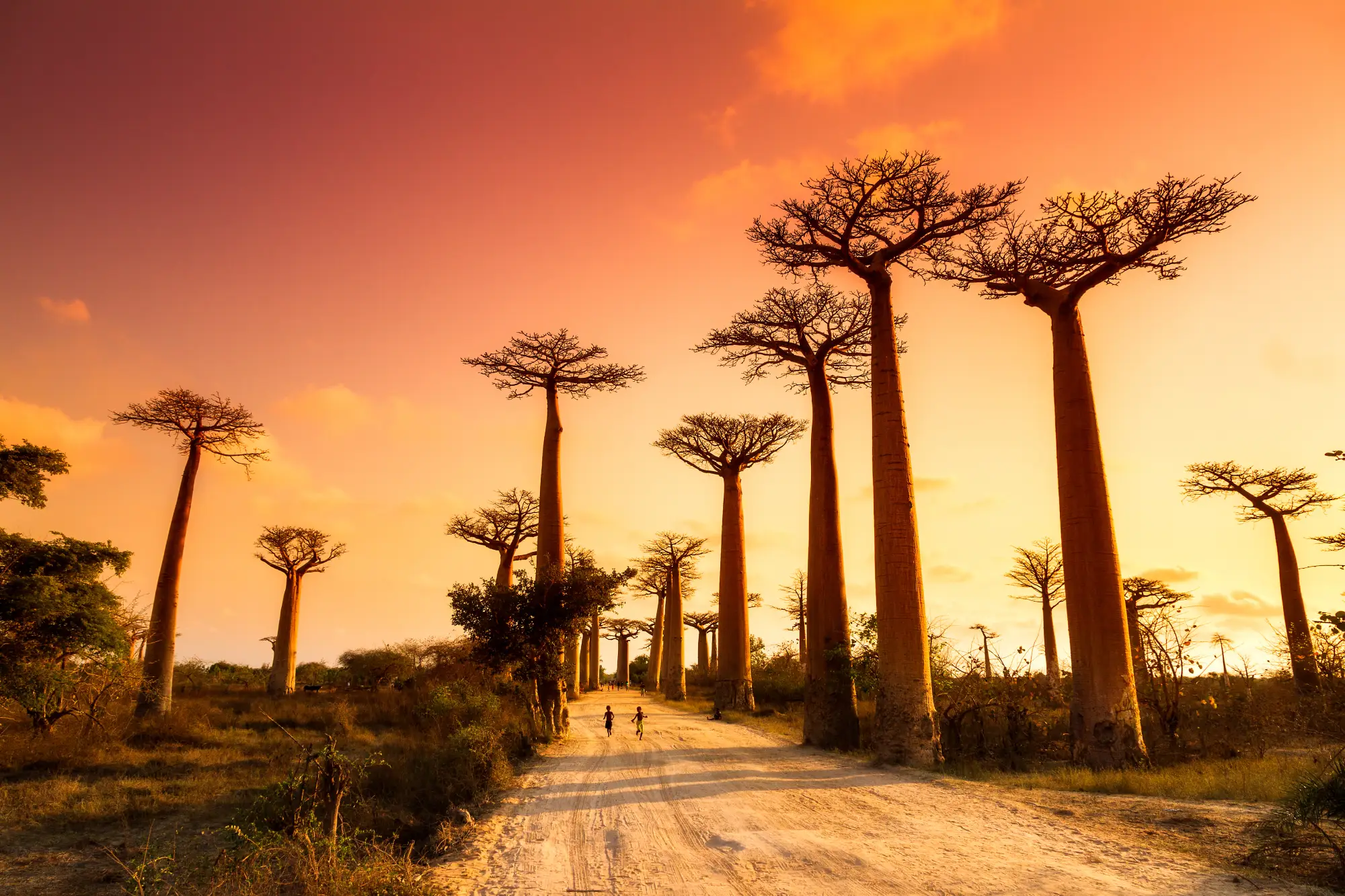 Madagascar’s iconic baobab trees and behind them a beautiful, orange sunset.