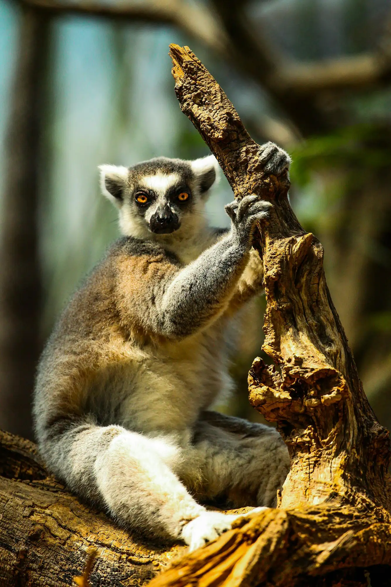 A lemur hanging from a tree branch in Madagascar.