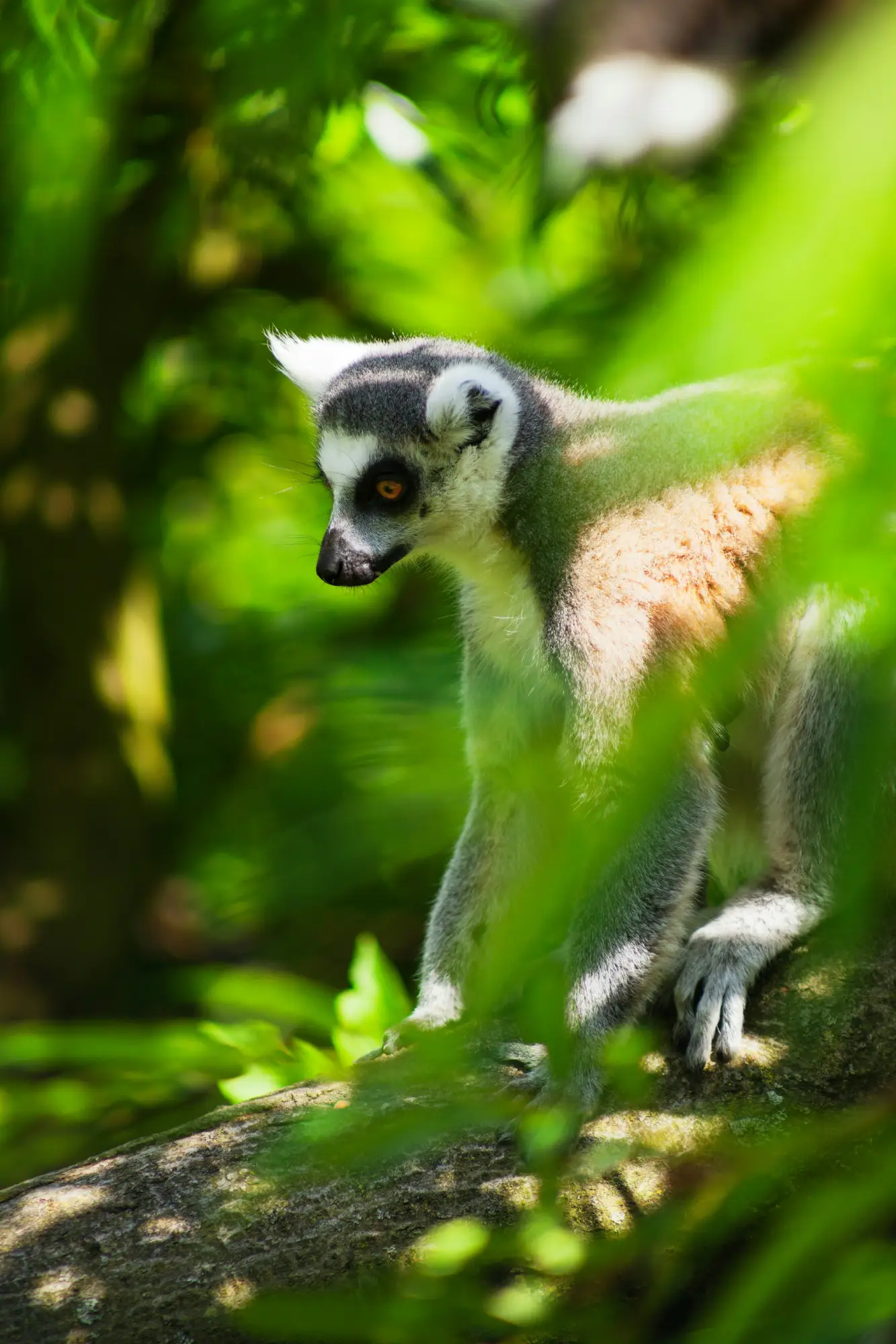 A lemur walking along a tree branch in Madagascar.