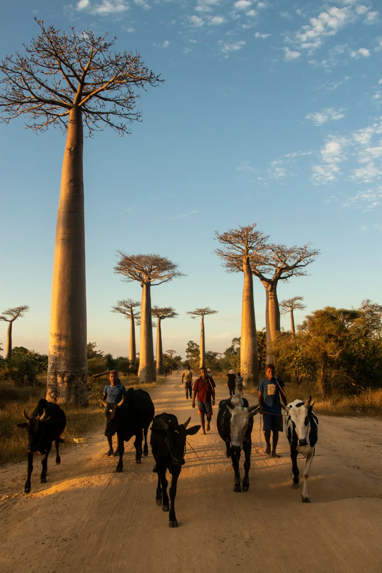 A group of people local to Madagascar walking a herd of cows along a road lined with baobab trees.