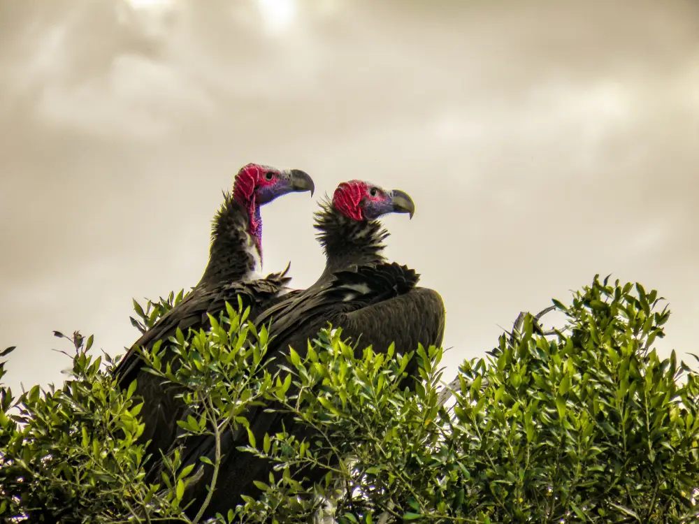 Safari tours in Kenya