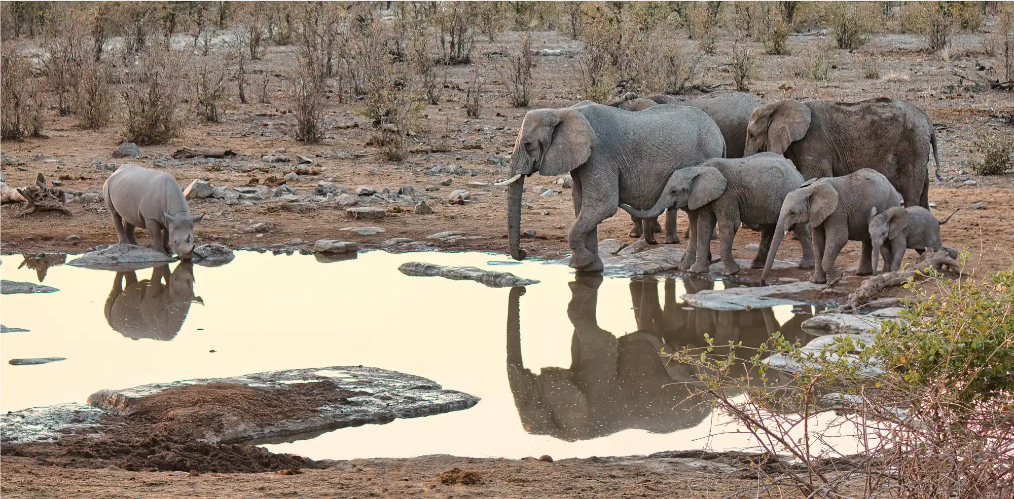 Elephants and rhinos at a watering hole in a safari in Namibia.