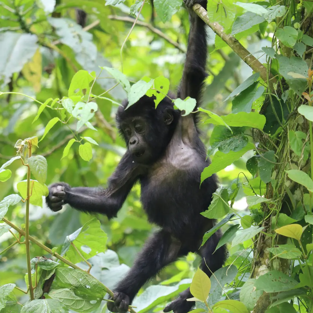 Queen Elizabeth National Park, Uganda