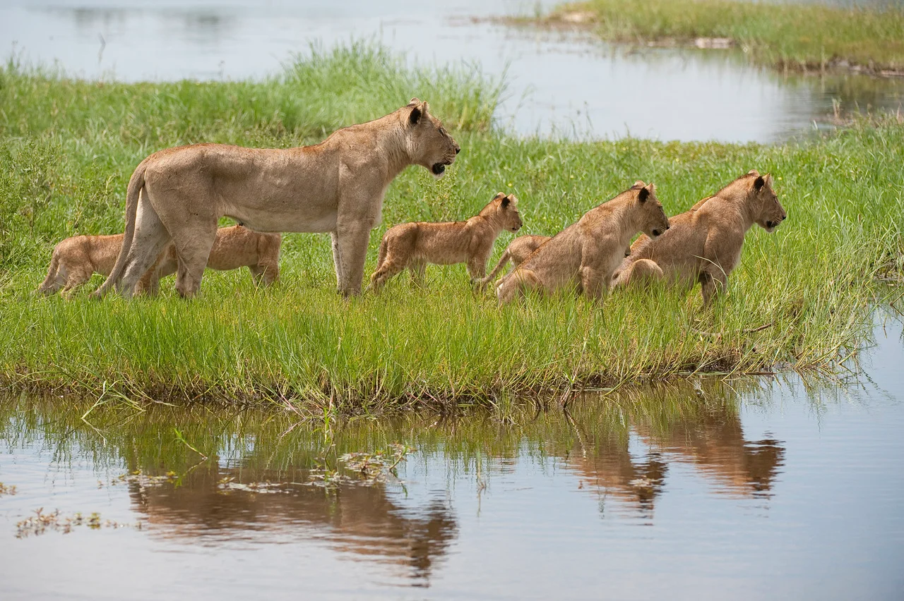 A lioness and lion cubs in the Okavango Delta