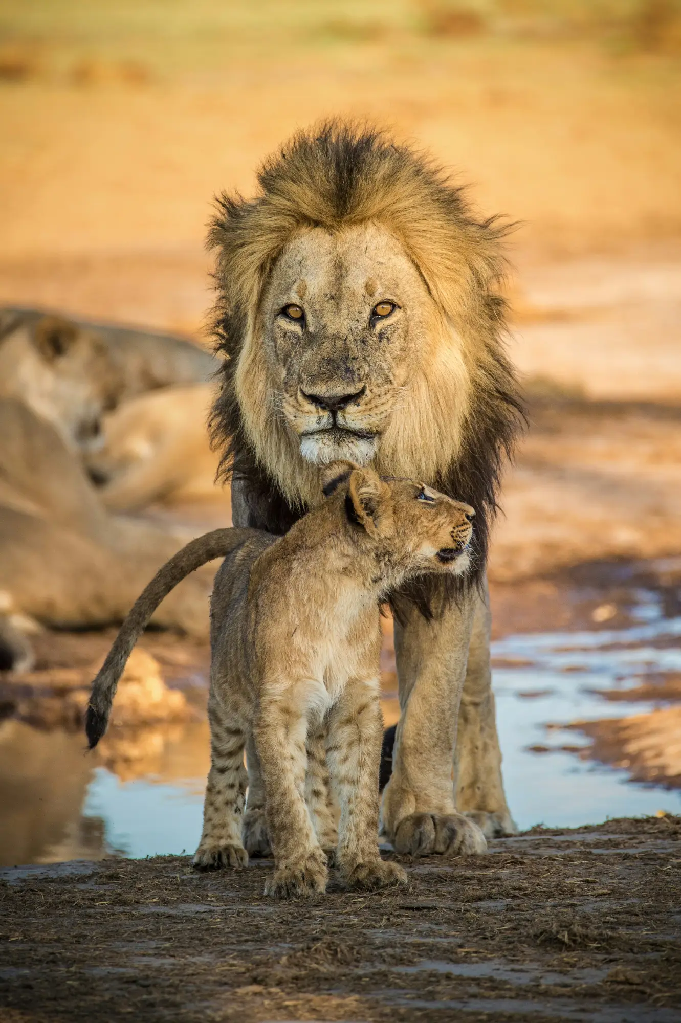 A lion and his cub in the Okavango Delta.