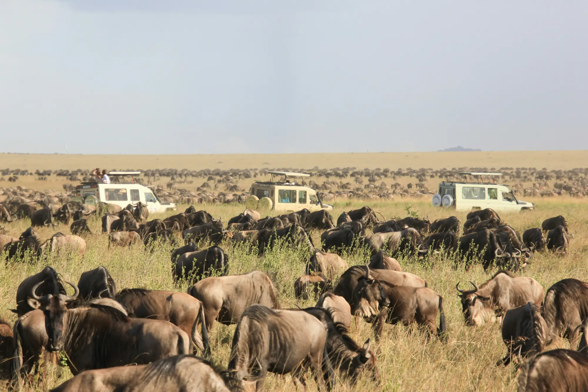 Thousands of wildebeest trekking across Tanzania in the Great Migration.