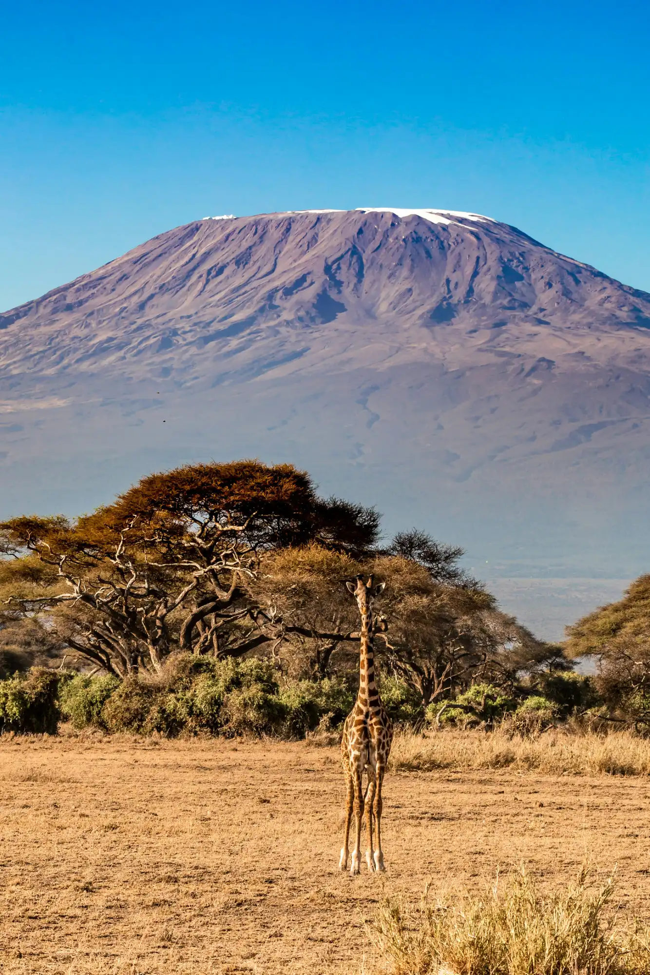 A giraffe standing in a field in Tanzania with Mount Kilimanjaro in the background.