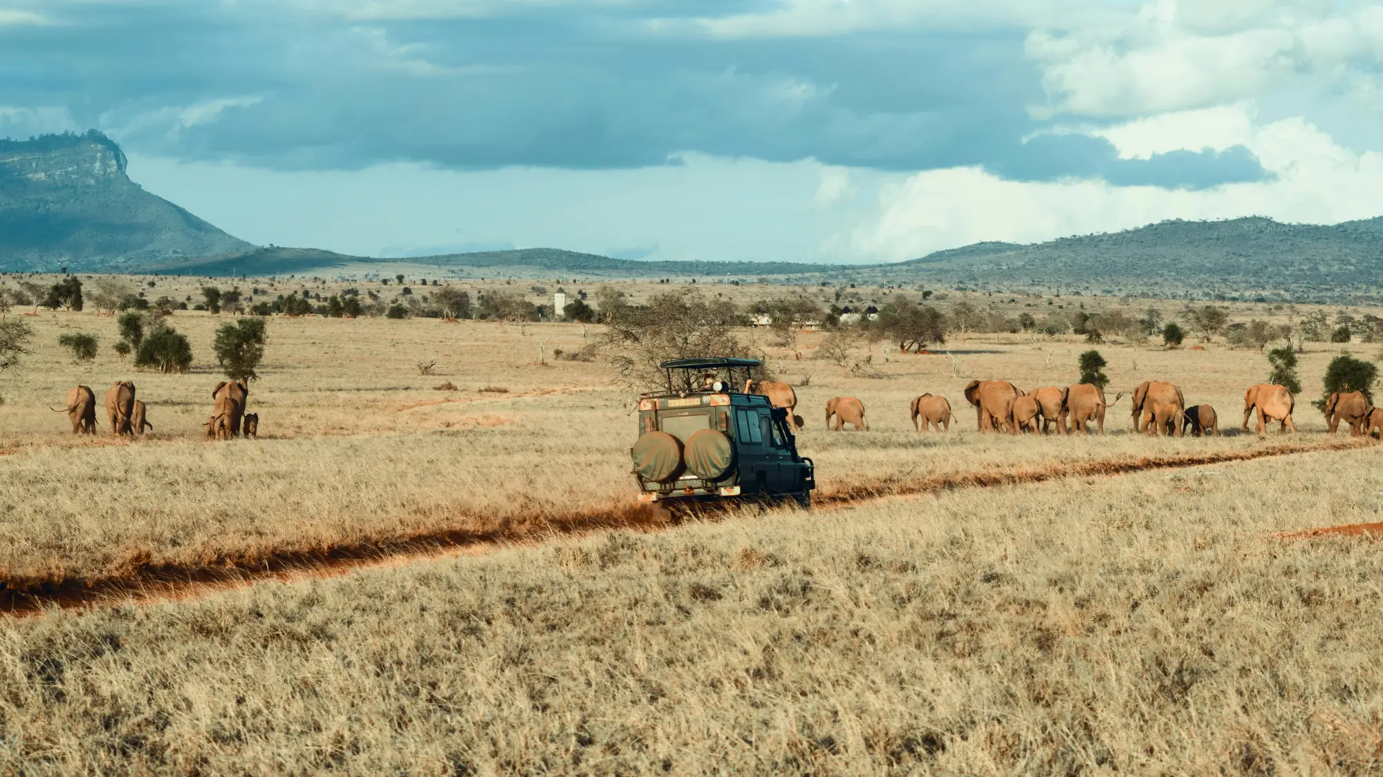 A drive past a herd of elephants in a safari in Uganda.