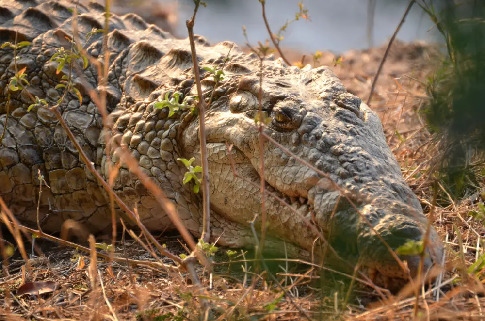 Lower Zambezi, Zambia