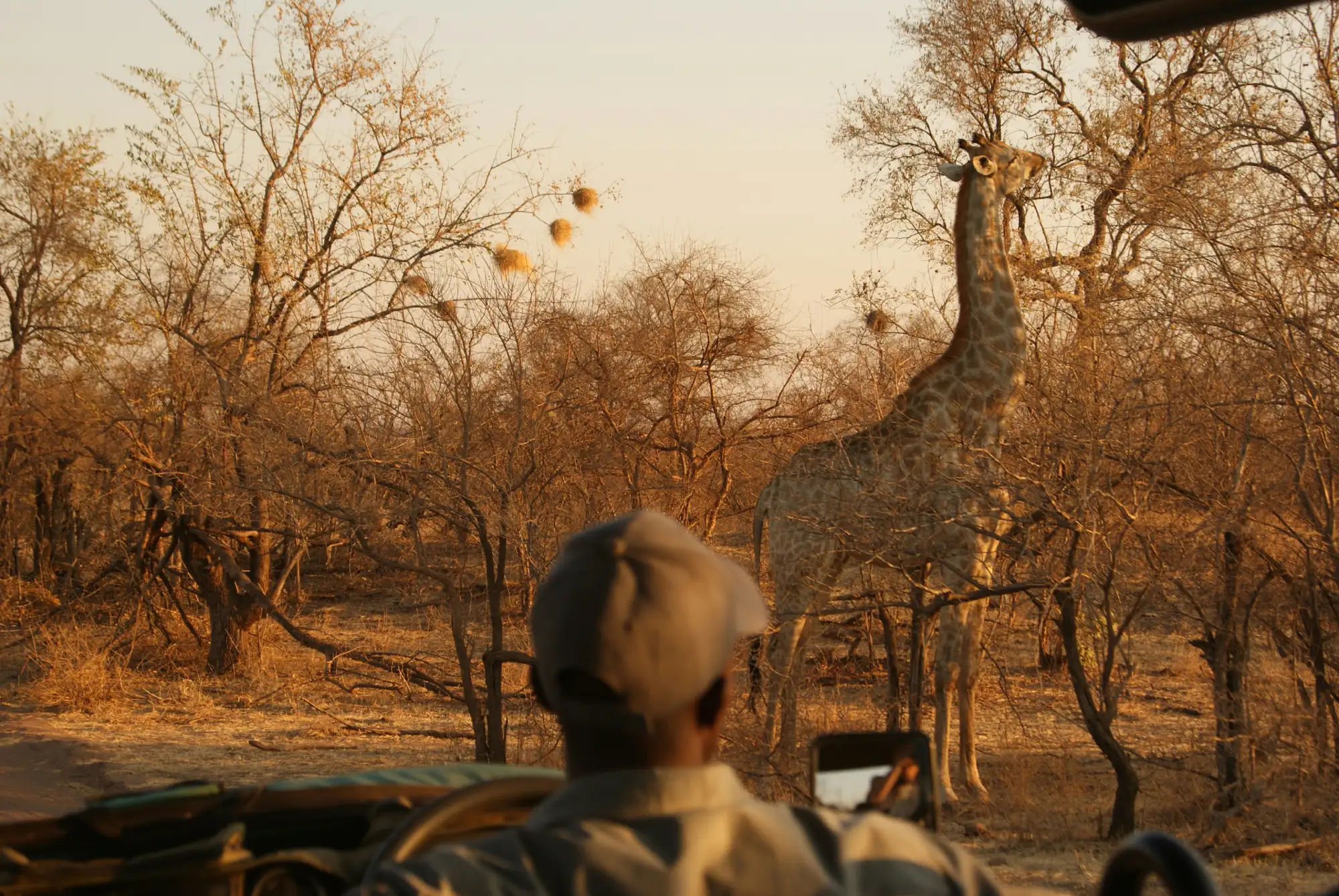 A giraffe eating leaves from the top of a tree in a safari in Zimbabwe.