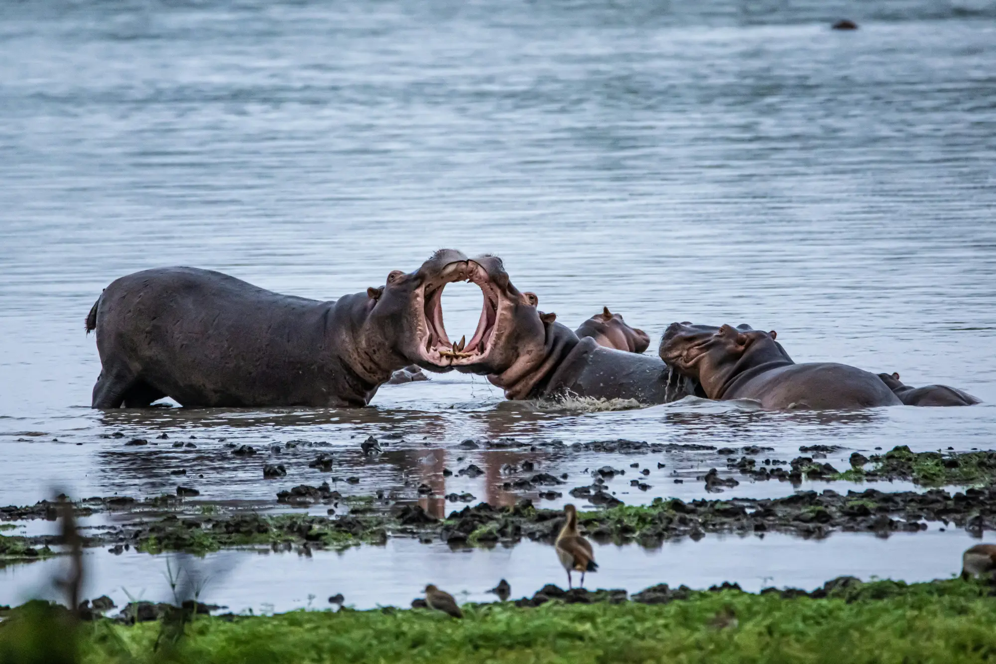 Hippos fighting in the waters of a safari in Zimbabwe.