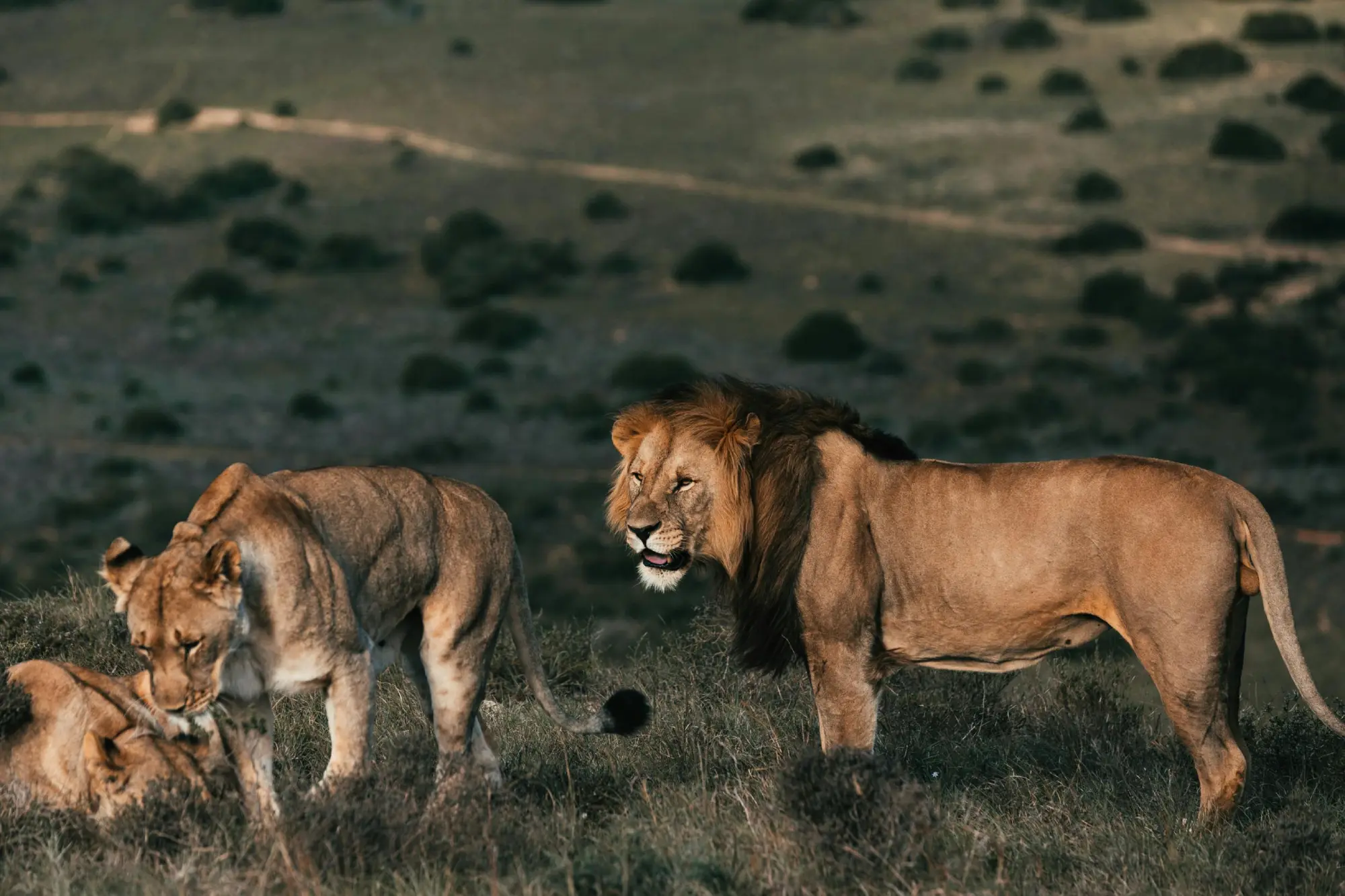 A pride of lions in a safari in Zimbabwe.