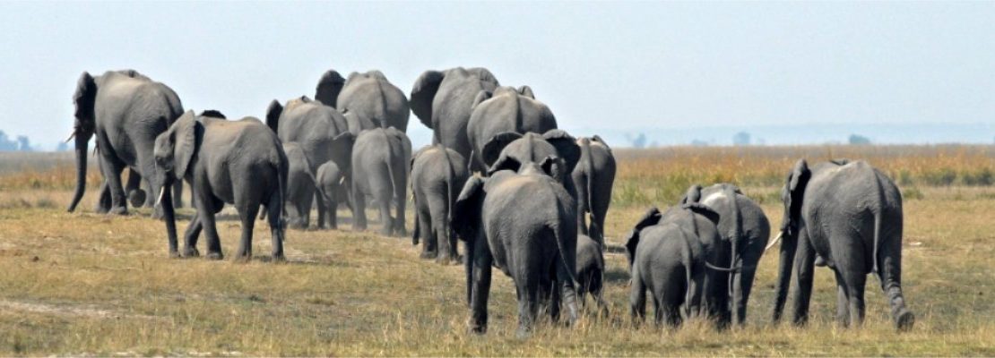 Botswana-elephants